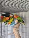 agapornis Red rumped