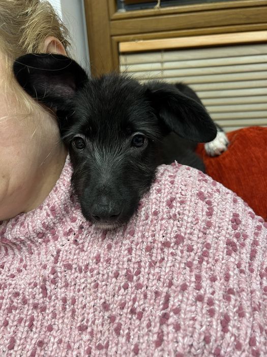 Szczeniaki do adopcji