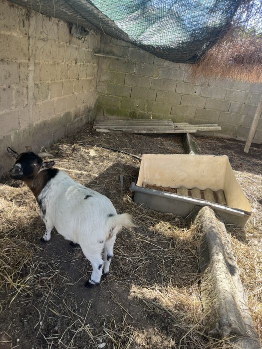 Cabras anãs - 2 fêmeas - 4 anos e 3 anos