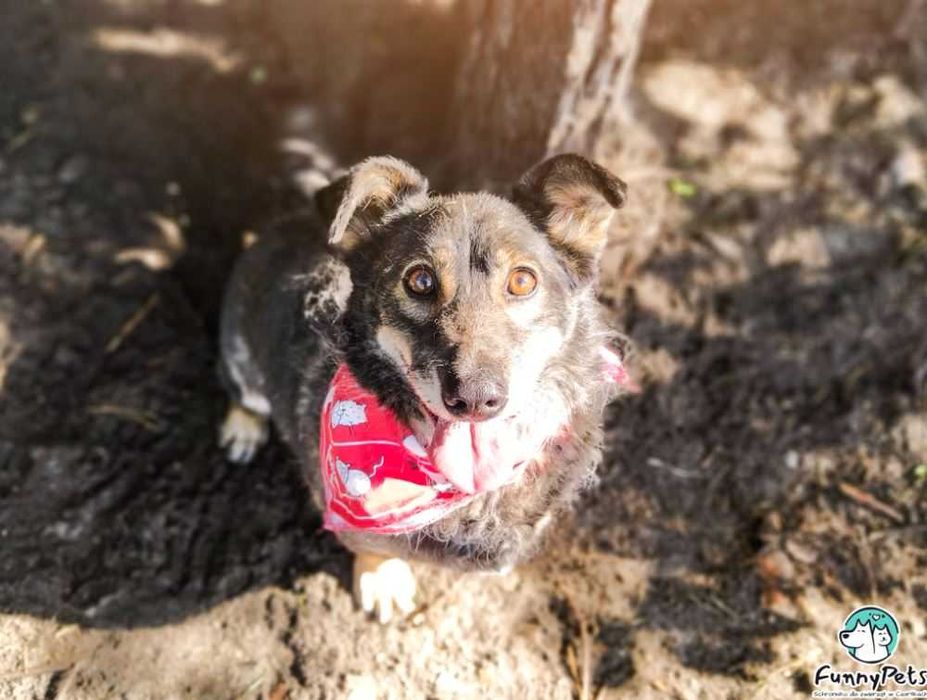 Lotek kocha spędzać czas na kolanach człowieka. Adoptujesz?