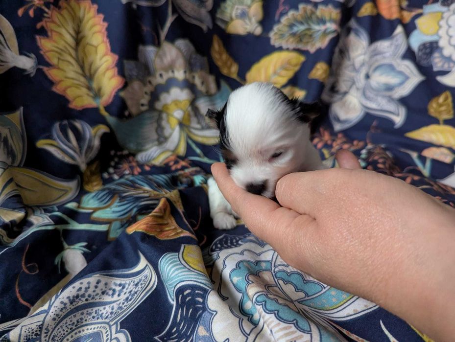 Cudowna dziewczynka 100 % Biewer Yorkshire Terrier po pięknych rodzica