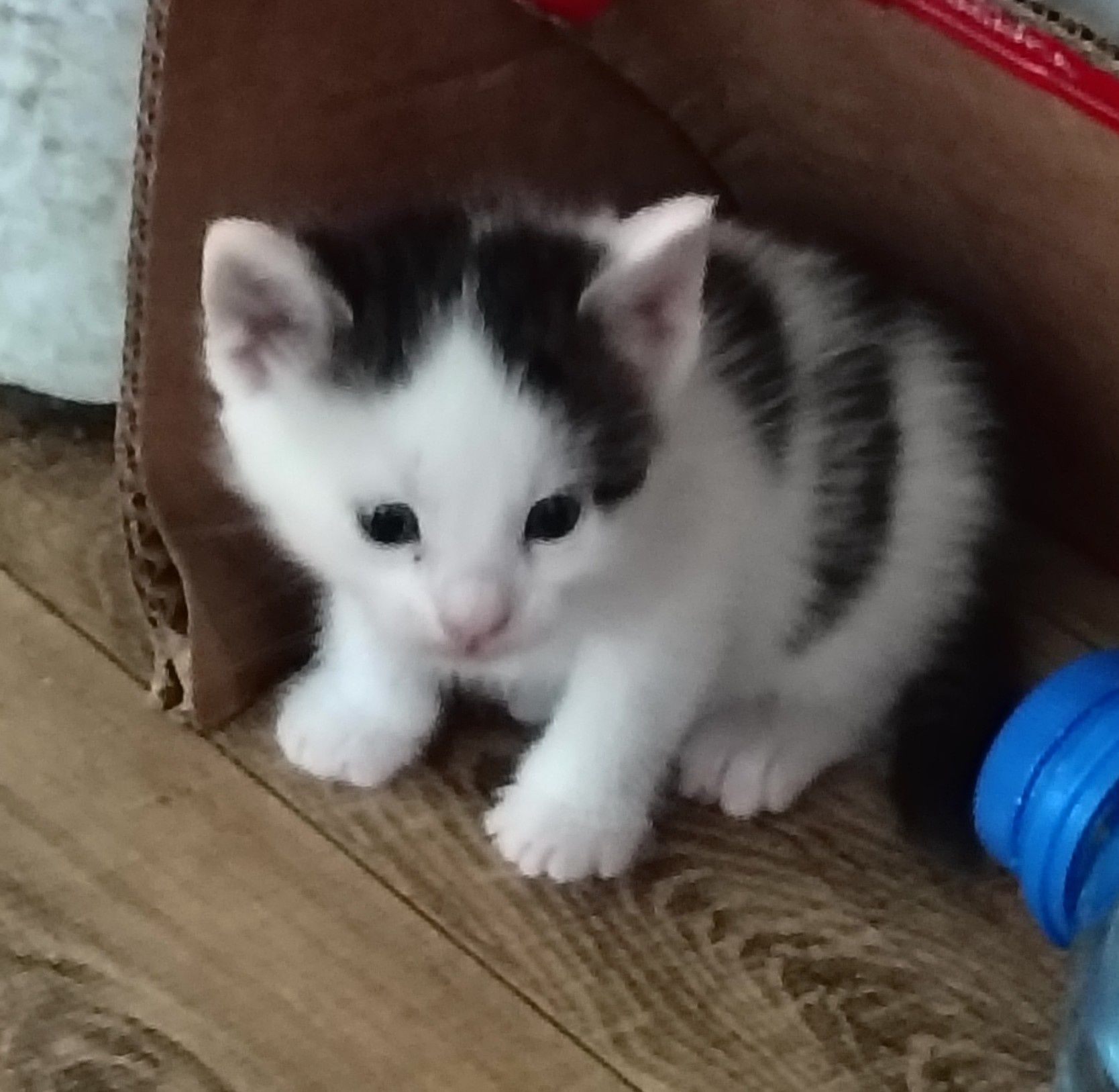 Mały czarno-szaro-biały kotek do adopcji