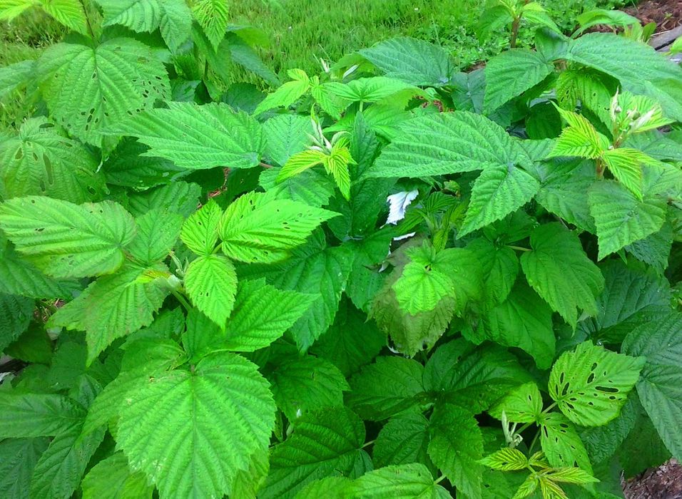 Саджанці малини  raspberry tree (ремонтантна) малина червона