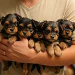 Yorkshire Terrier szczeniak piesek wyprawka, metryka nie są mini