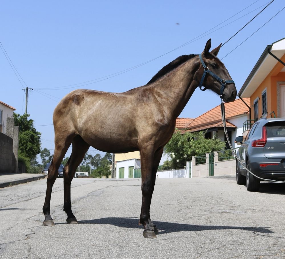 Poldra lusitana preta 1 ano