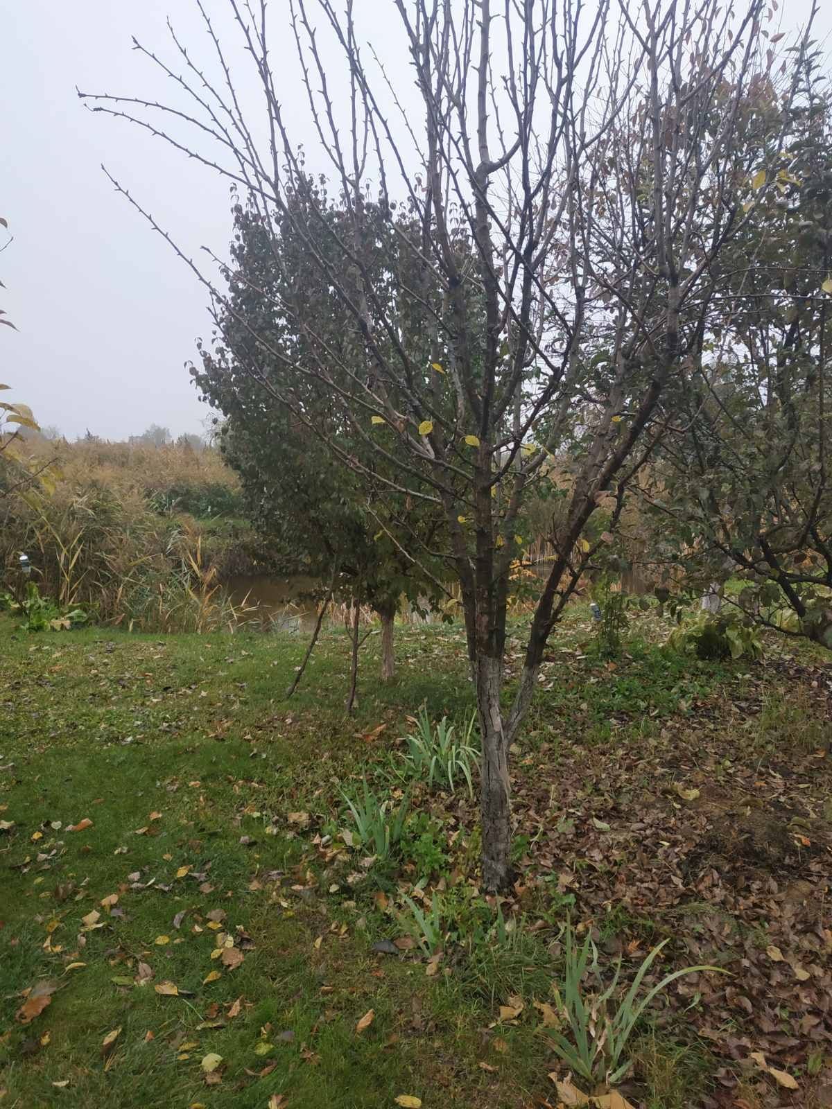 Дерева - кизил, груша
