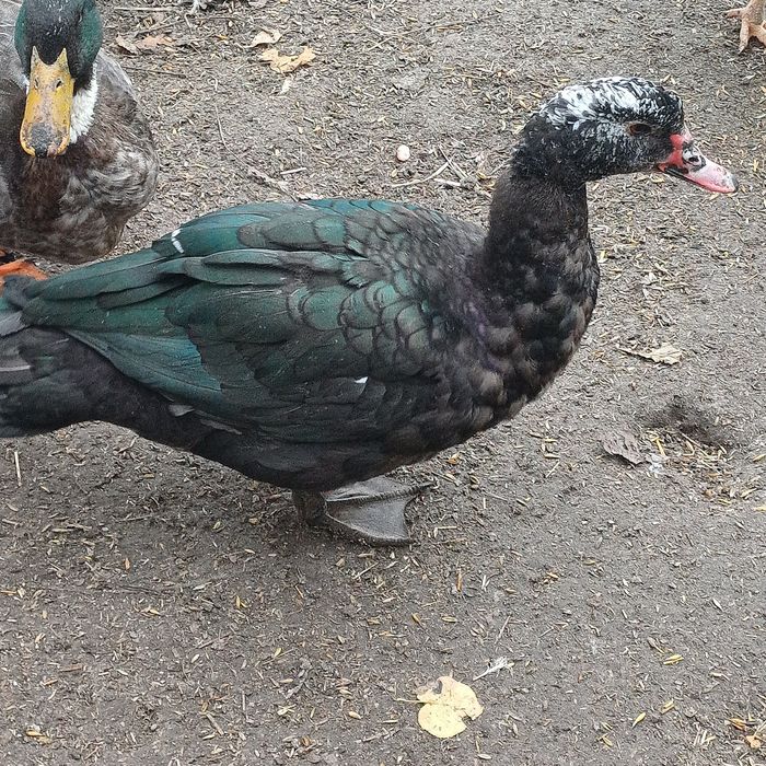 Kaczor staropolski francuskii