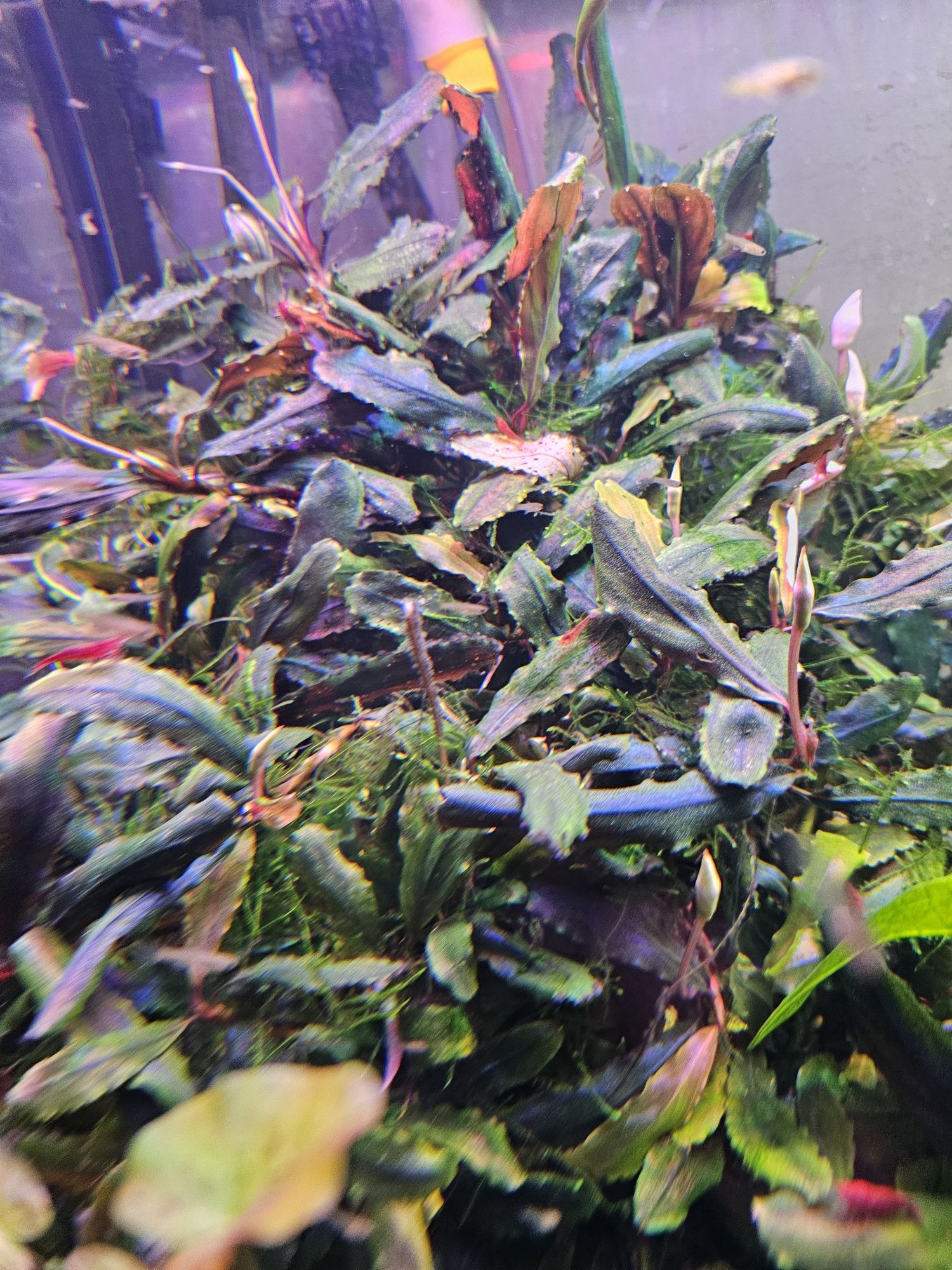Bucephalandra-roślinki akwariowe