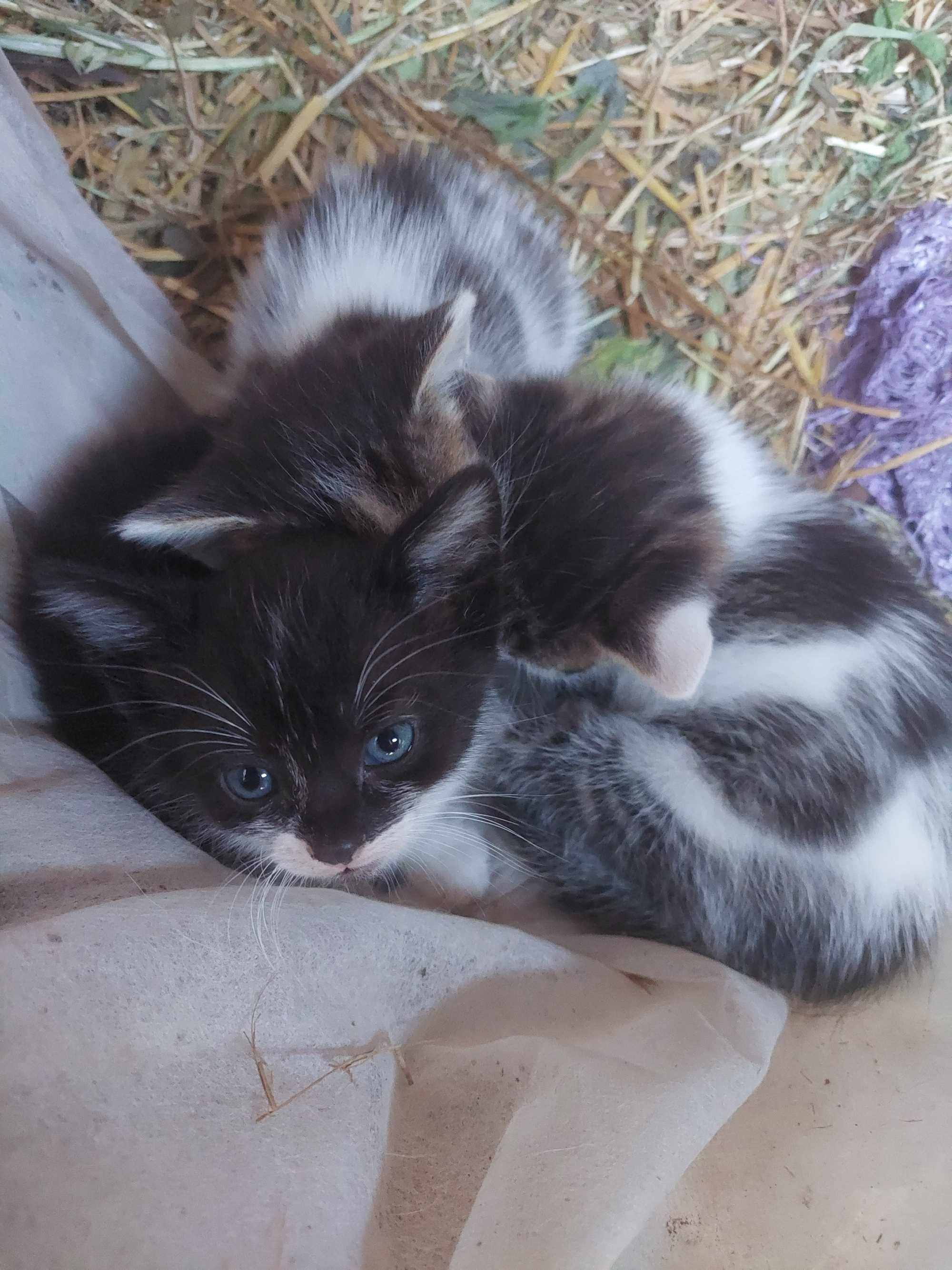 Кіт, киця, котики, кошенята