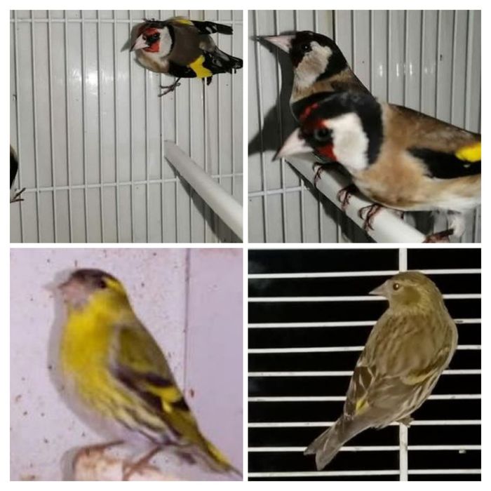 Bons canários muito lindos