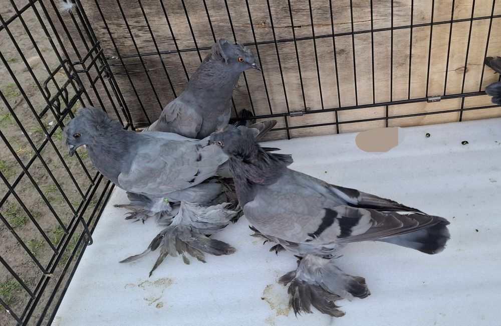 Turkoty niemieckie dwuczube siwe na pasach