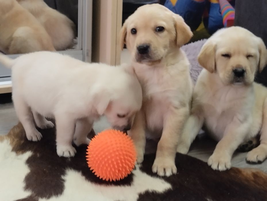 Кращій друг родини Цуценята Лабрадорчики е доставка в Німеччину