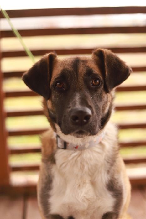 Wesoły,  towarzyski szczeniak roztapia serce spojrzeniem