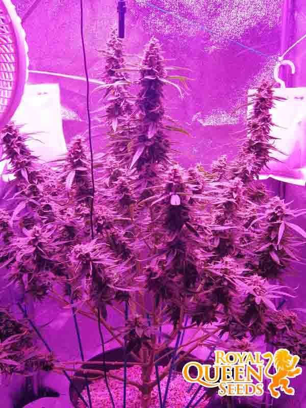Nasiona marihuany White Widow Auto Royal Queen Seeds 5szt. PROMO