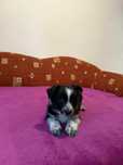 Urocza sunia Border Collie