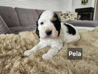 Pela Cocker Spaniel Angielski