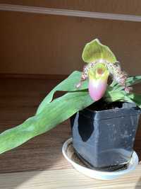 Продам орхідею Paphiopedilum Піноккіо
