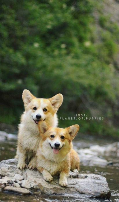 Urocze suczki Corgi — Sky i Space — szukają kochających domów