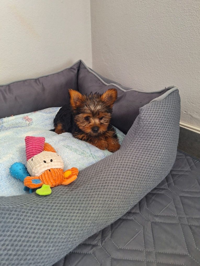 Yorkshire  terrier  fêmea