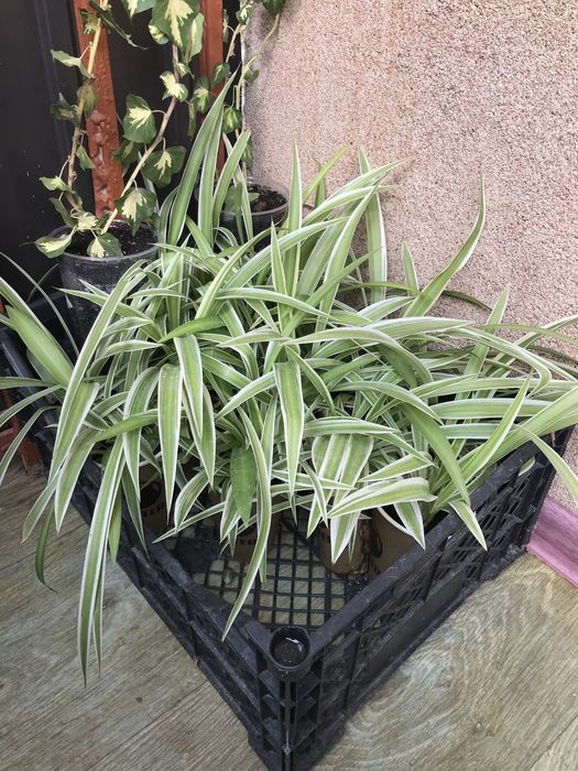 Хлорофітум, шикарні кущики