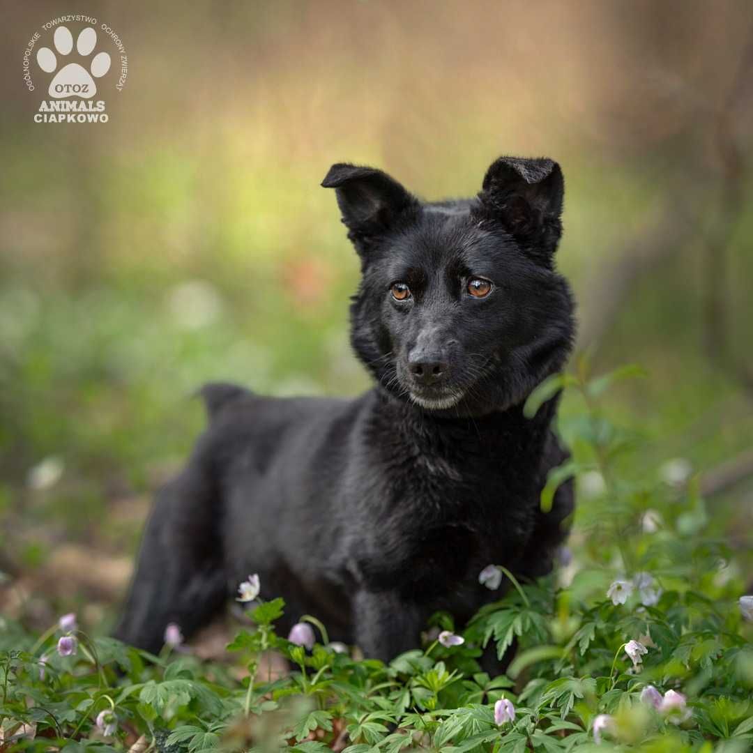 Lulu - wulkan energii szuka domu! OTOZ Animals Schronisko Ciapkowo