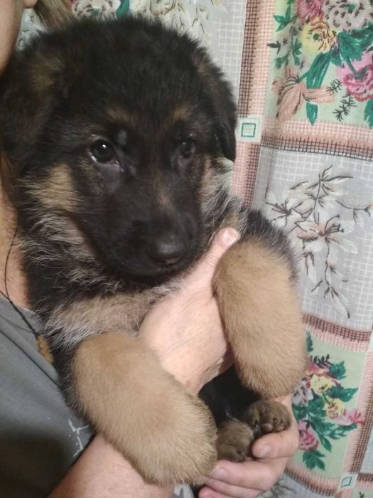 Продам щенков немецкой овчарки