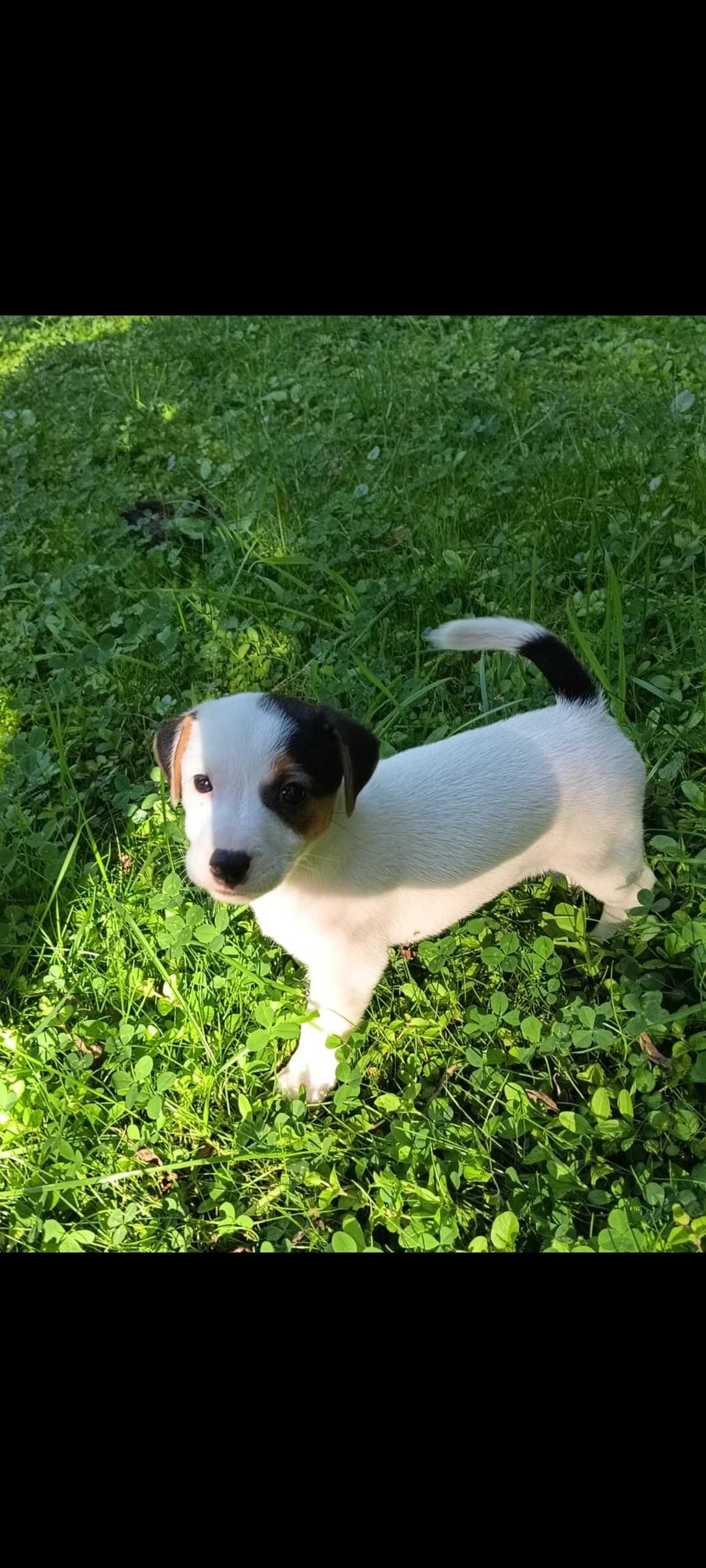 Jack russell terrier suczka nr 1 Stary sącz