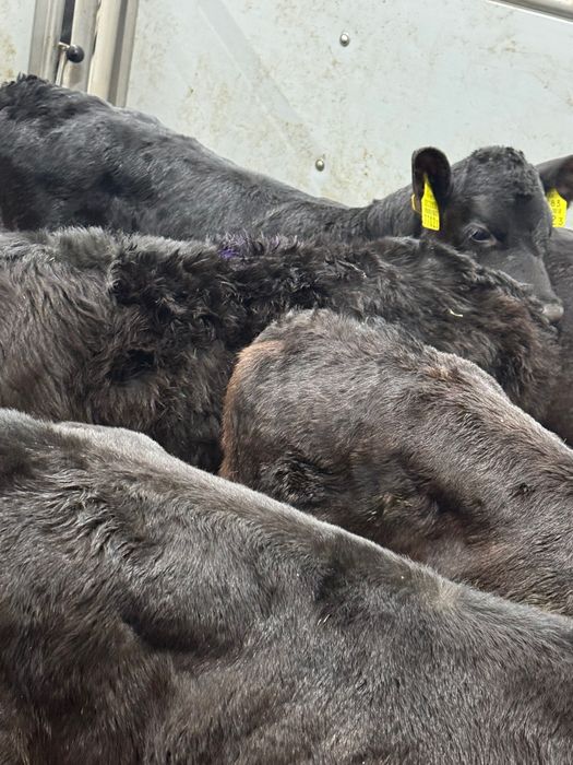 Sprzedam cielaki Łęczyca