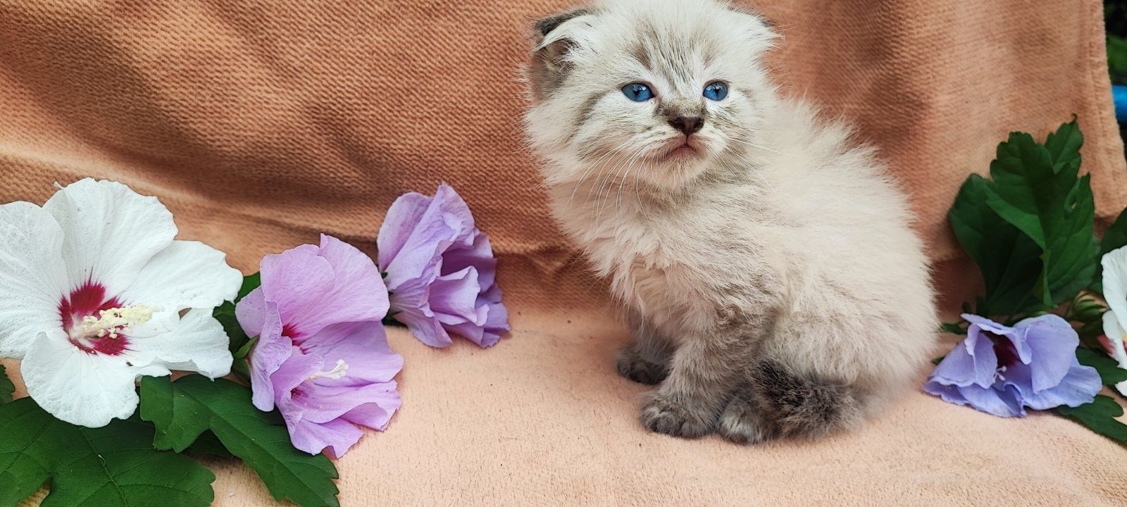 Кошеня. Котик. Кішка.