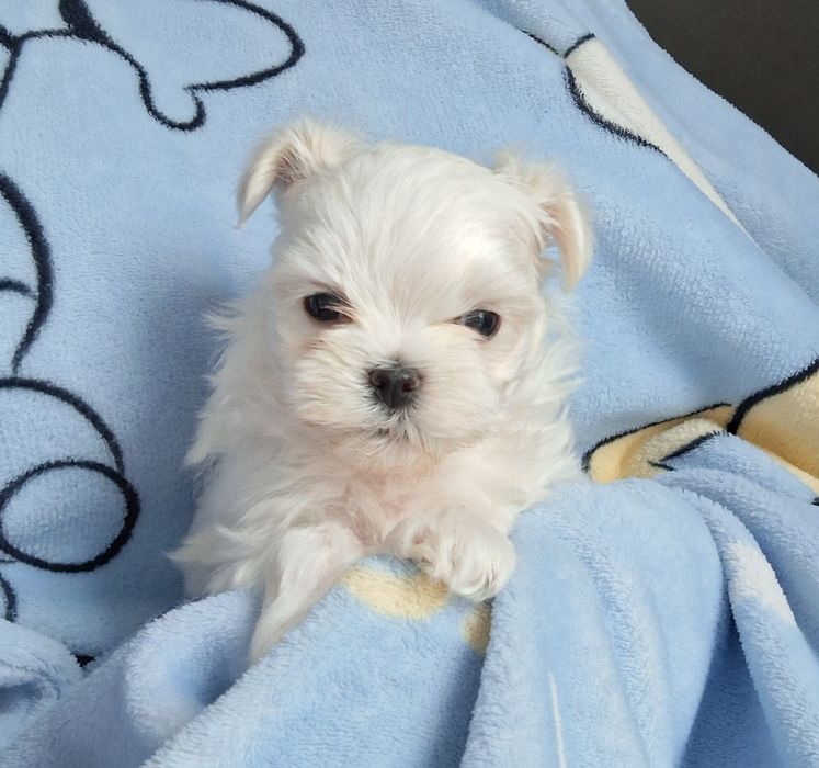 Cudowny  chłopak  maltanczyk