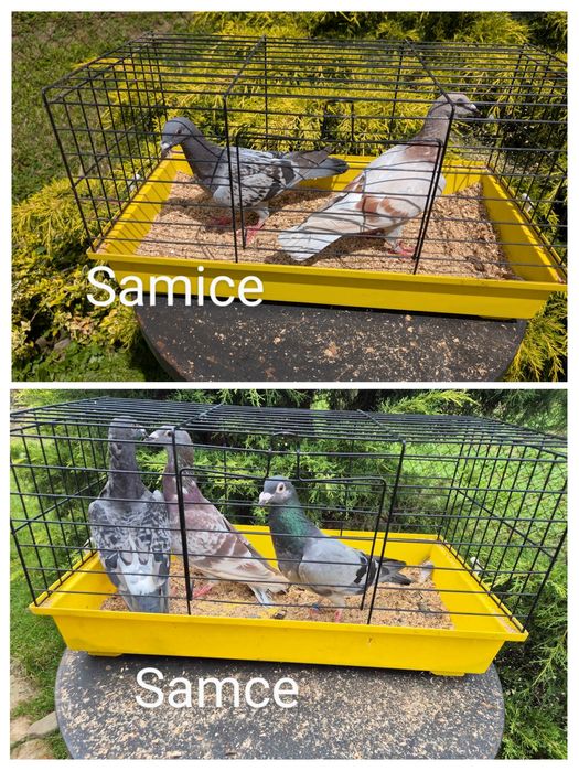 Gołąbie pocztowe samce i samice