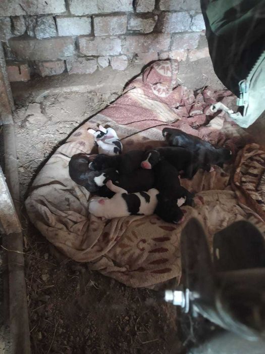 стафордширський тер'єр щенки на фото батько