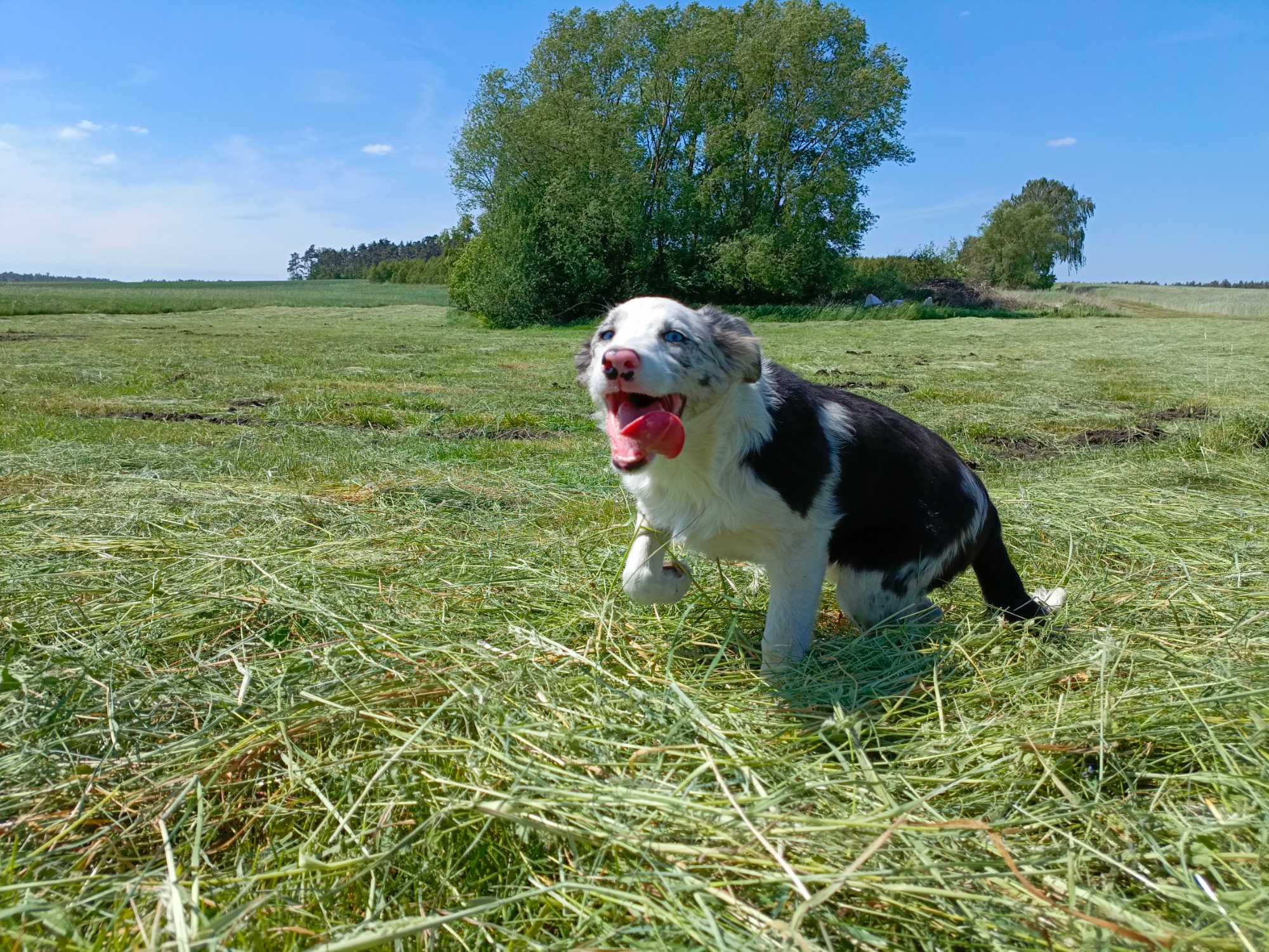 Border collie blue merle suczka