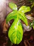 Philodendron Florida Beauty variegata filodendron monstera kolekcjoner