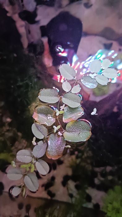 Plantas flutuante para aquário