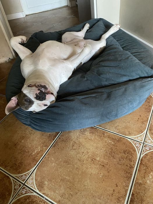 Pies pitbull do adopcji