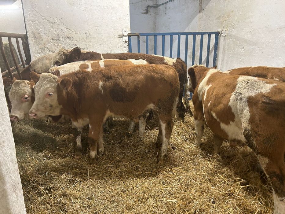 Simental Czeski Opasy Byczki Odsadki Mięsne 270kg Byki Cielaki