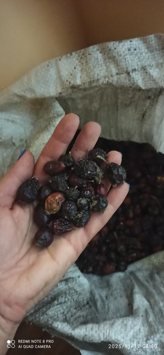 Продаю суху шипшину, в гарному стані