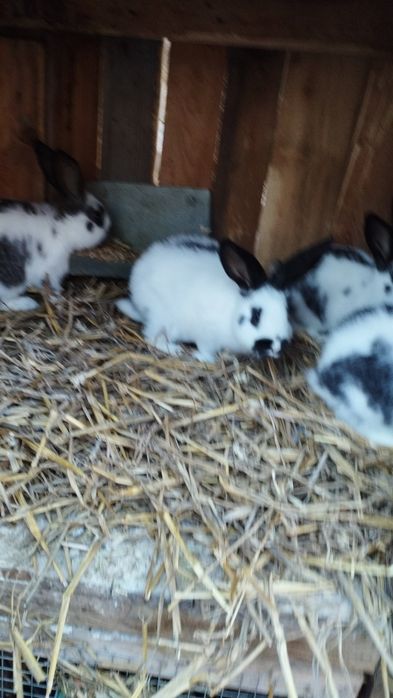 Króliki duży wybór