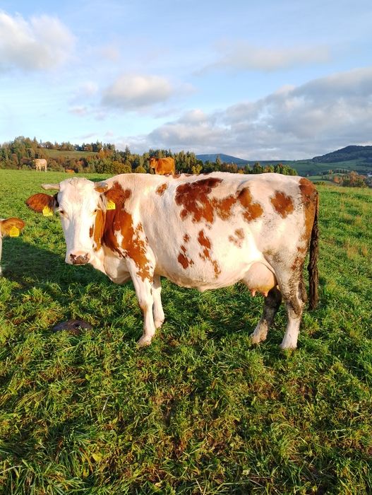 Sprzedam 4 krowy cielne