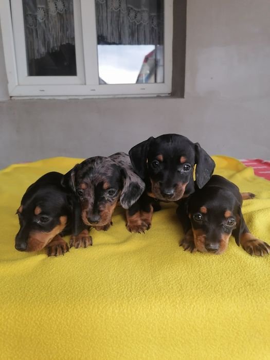 Хлопчик міні такси мраморний шукає дівчинку