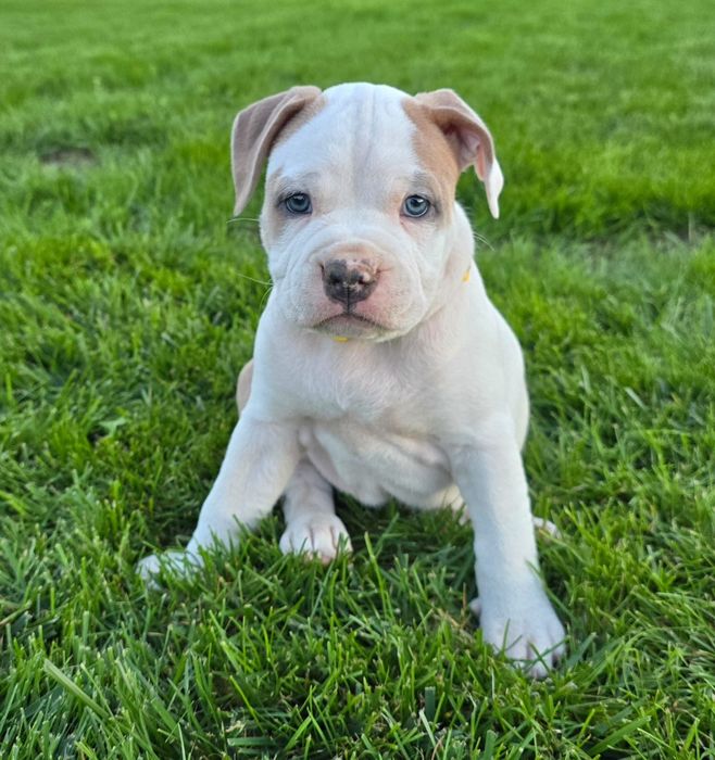 American Staffordshire Terrier płowa suczka FCI