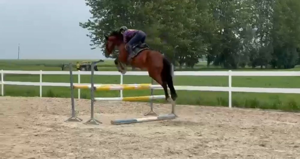 Oldenbusra klacz z bardzo dobrym rodowodem