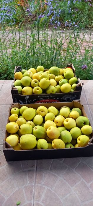 Piwa duża Zamość 10zł /kg