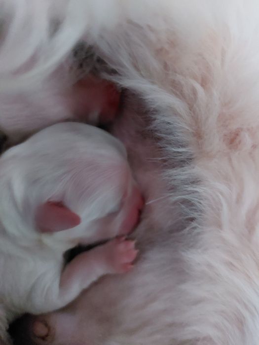 Maltańczyk z rodowodem piesek