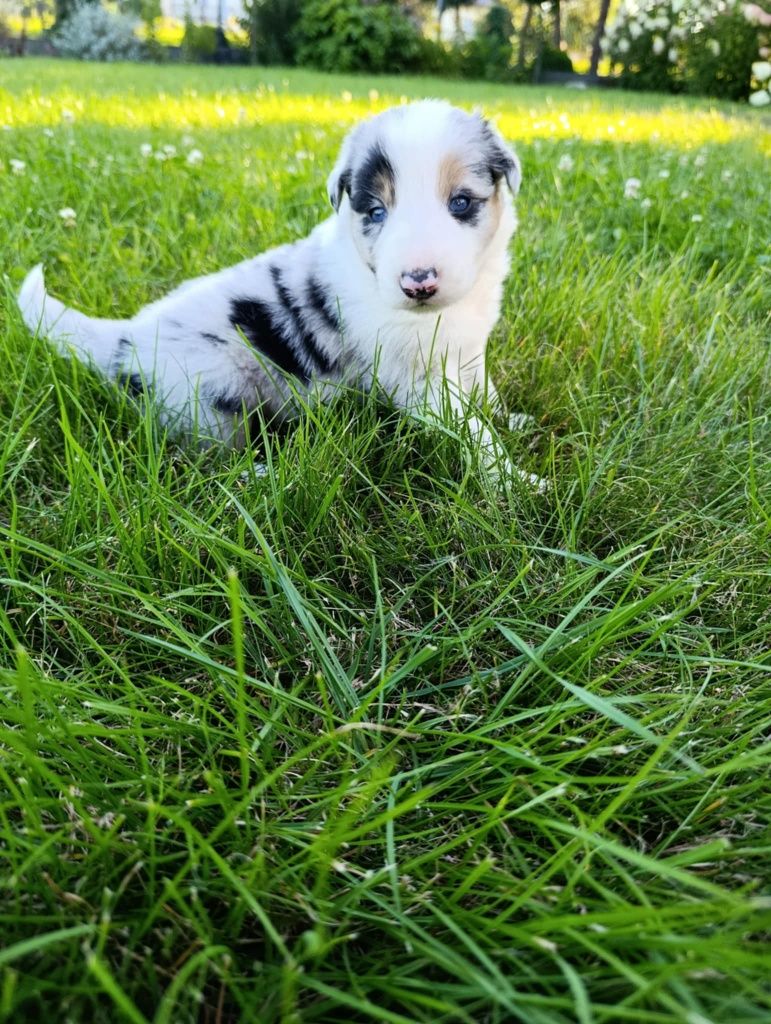 Piesek Border Collie Blue Merle