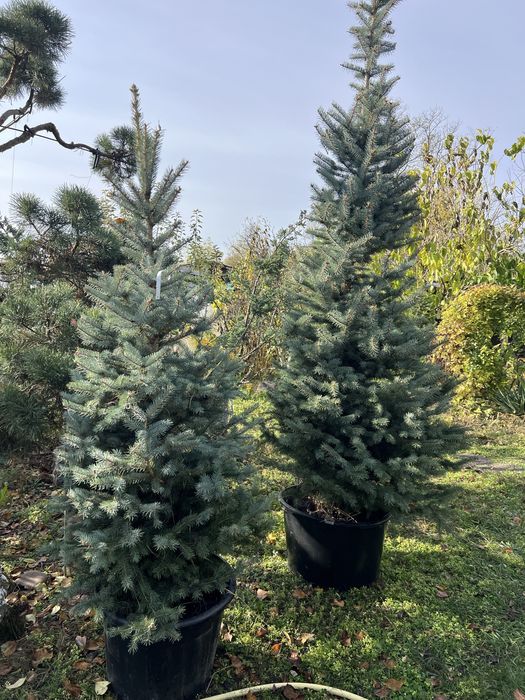 Ялинка блакитна в горщику (ялина голуба,) голубая ель, Кейбаб, з комом