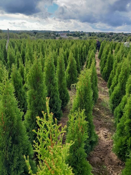 PROMOCJA Tuja smaragd 25zl 180-200 cm