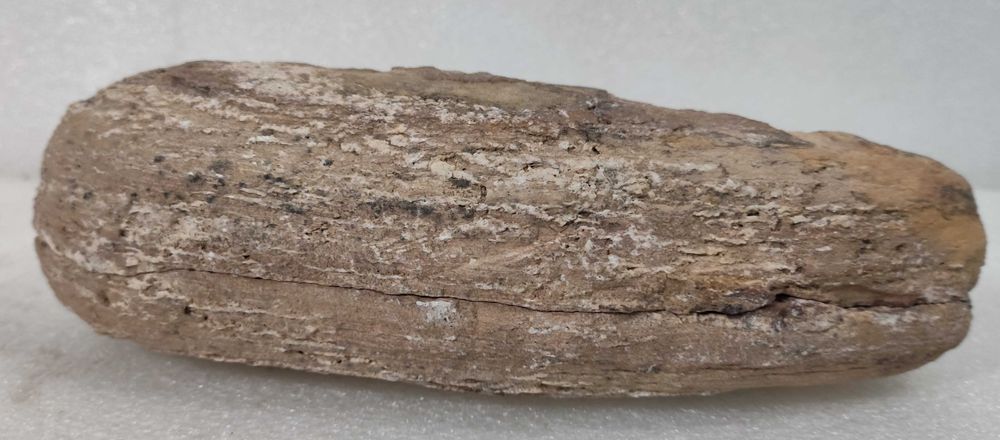 Pedra com fóssil de peixe