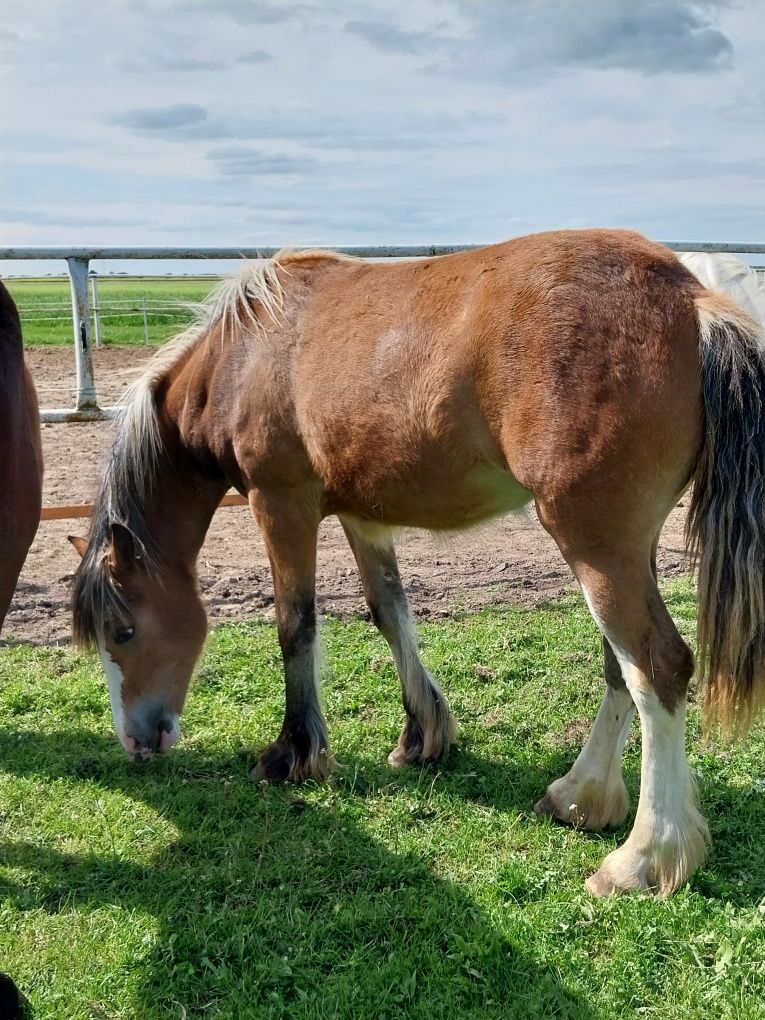 Klacz, duży kuc, tinker haflinger klaczka